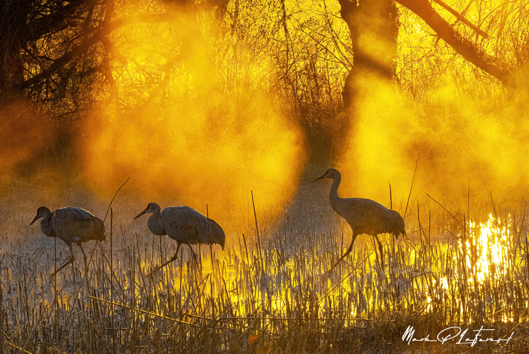 /gallery/north_america/USA/NM/benardo wildlife area/Benardo Wildlife Area Dec 2022-007_med.jpg